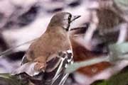 Northern Scrub-robin (Drymodes superciliaris)